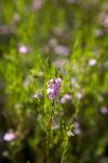 20090419-_MG_7325.jpg