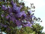 20090530-IMG_0386.jpg