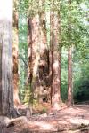 Big Basin State Park (California) セコイアの林